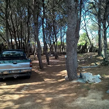 The Pineta
