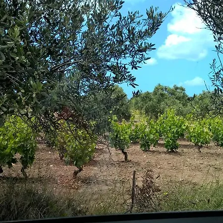 The Pineta Villa